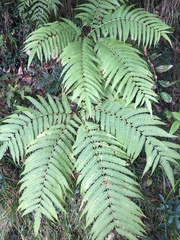 Pteris wallichiana