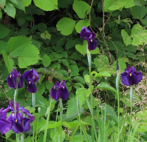 Iris ensata