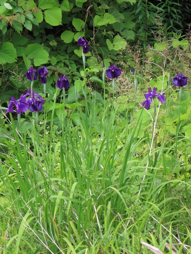 Iris ensata