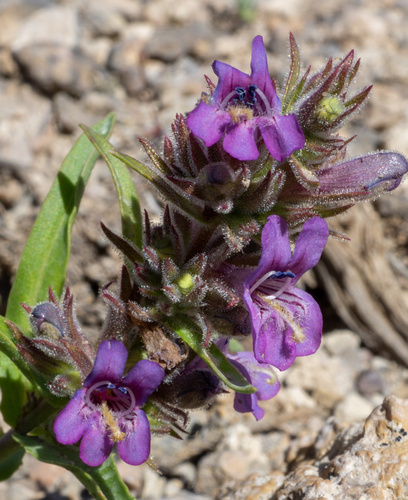 Tunnel Springs beardtongue (Penstemon concinnus)