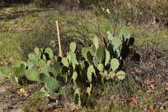 Opuntia × vaseyi