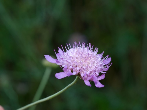 Sixalix atropurpurea
