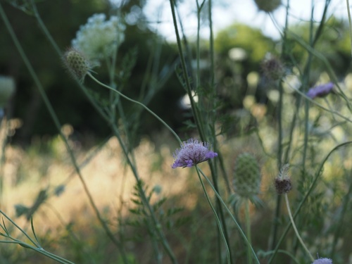 Sixalix atropurpurea