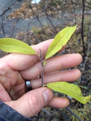 Salix humilis