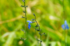 Salvia reptans