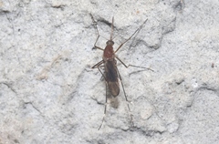 Aedes camptorhynchus