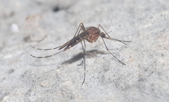 Aedes camptorhynchus