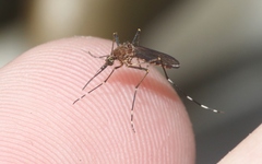 Aedes camptorhynchus