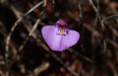 Utricularia uniflora