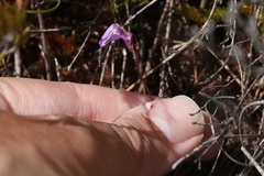 Utricularia uniflora