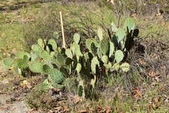 Opuntia × vaseyi