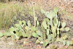 Opuntia × vaseyi