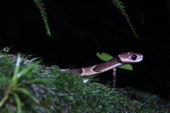 Jan's Snail-Eater photo 2
