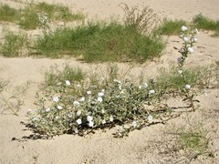 Euploca convolvulacea