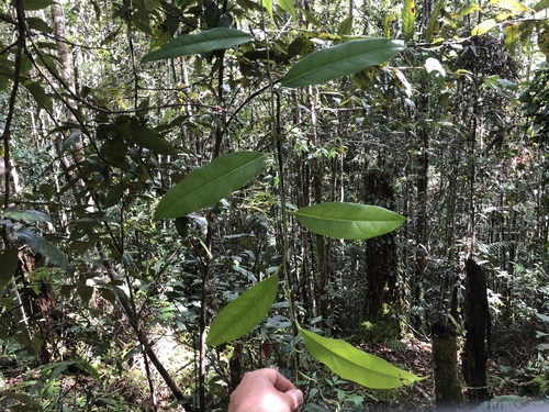 Passiflora aurantioides observed 2023-05-06