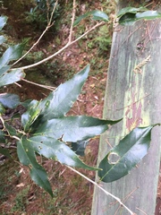 Quercus stenophylloides