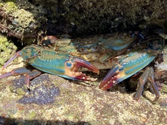 ミナミベニツケモドキ