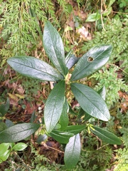 Daphne arisanensis