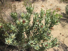 Leucadendron loranthifolium