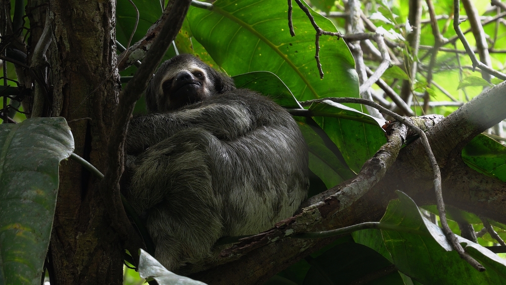 Brown-throated Three-toed Sloth from Pianguita, Buenaventura, Valle del ...