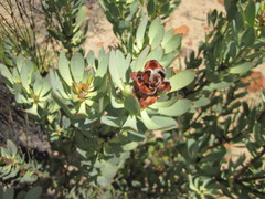 Leucadendron loranthifolium