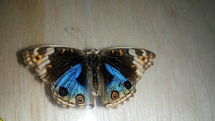 Junonia orithya
