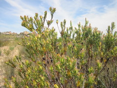 Leucadendron procerum