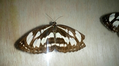 Lepidoptera