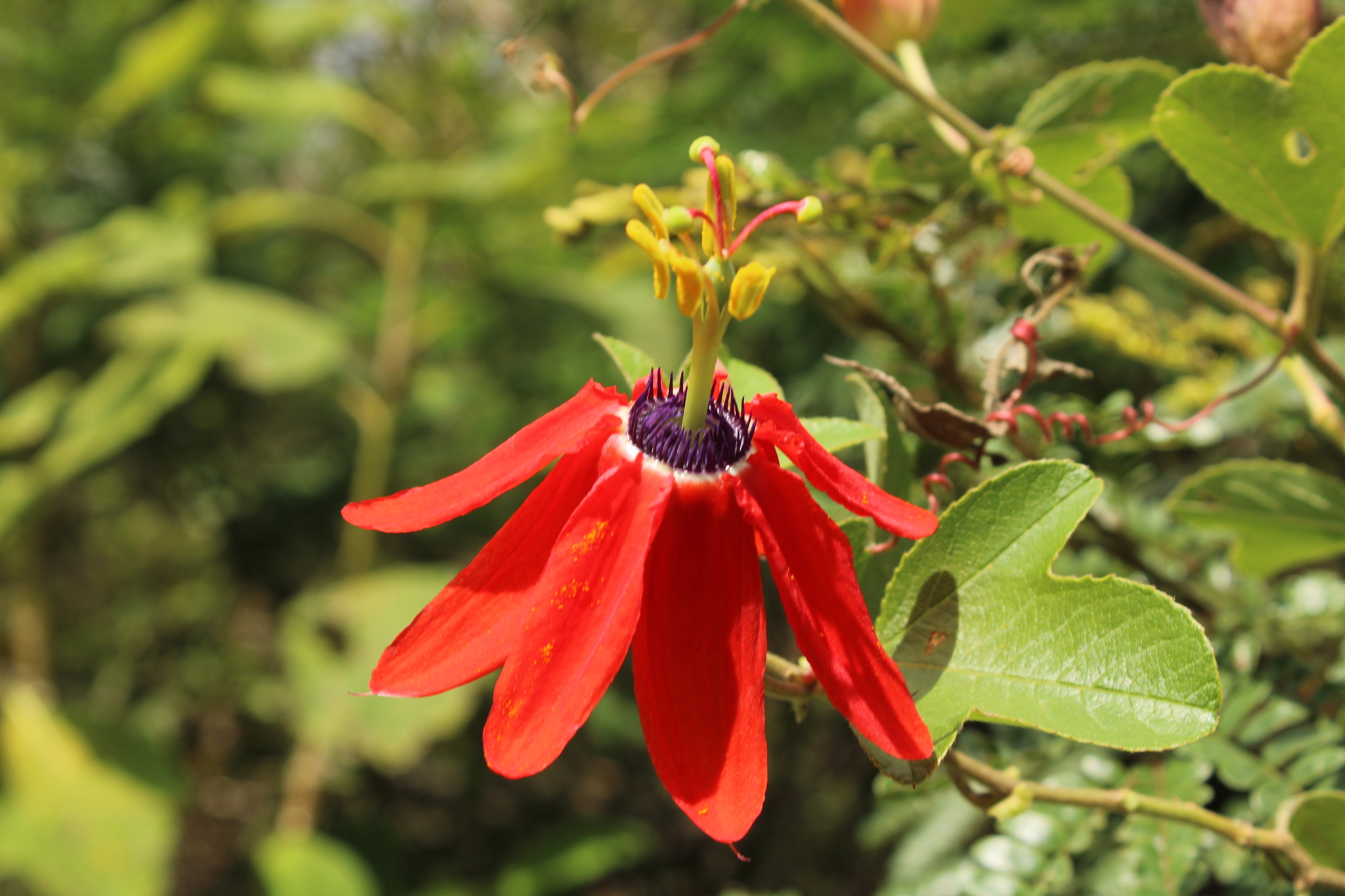 Passiflora manicata image