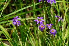 Sisyrinchium scabrum