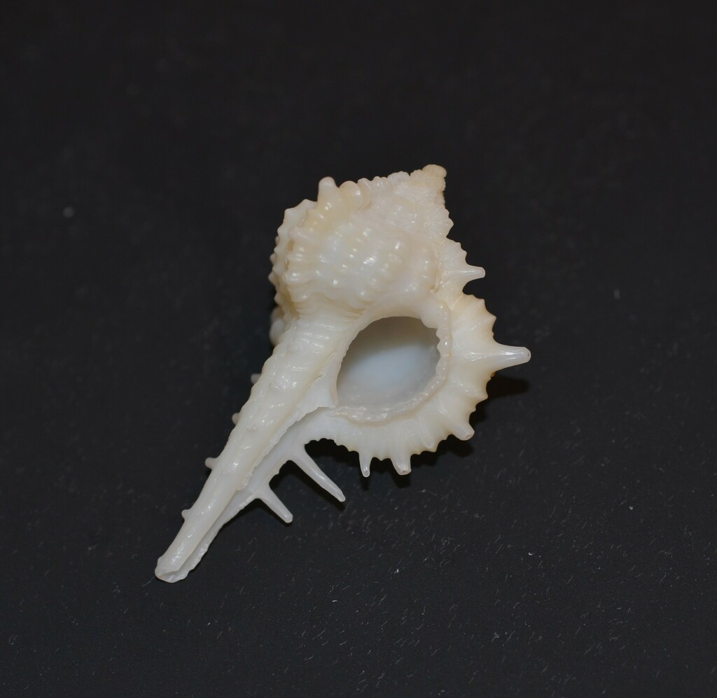 Cabrit Murex