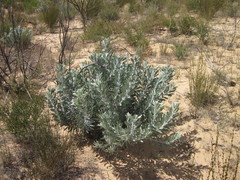 Leucospermum rodolentum