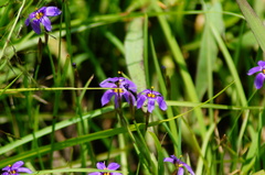 Sisyrinchium scabrum