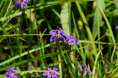 Sisyrinchium scabrum