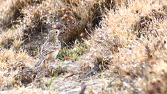 Anthus spragueii