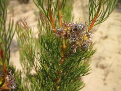 Serruria decipiens