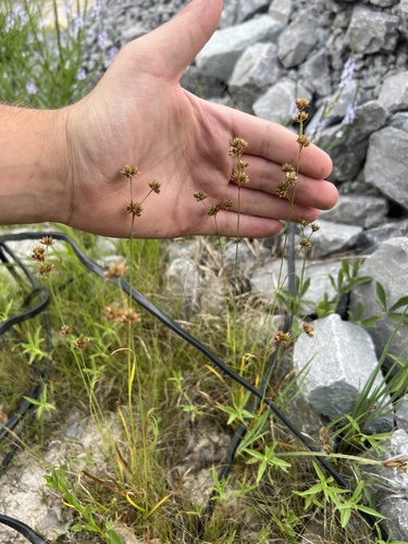 Ringseed rush (Juncus filipendulus)