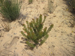 Serruria decipiens
