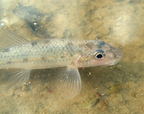Whitefin Gudgeon