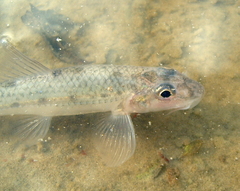 Whitefin Gudgeon photo 2