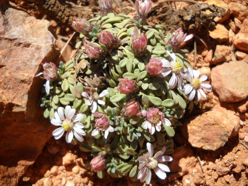 Wyoming Townsend daisy (Townsendia alpigena)