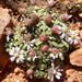 Least Ground-Daisy - Photo (c) Walter Fertig, some rights reserved (CC BY-NC), uploaded by Walter Fertig