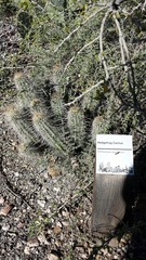 Echinocereus engelmannii