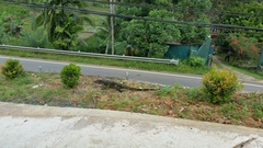 Varanus salvator salvator