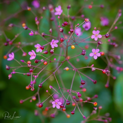 Talinum paniculatum