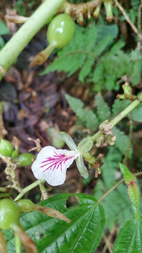 Image of Elettaria cardamomum by (c) Eugene Popov, some rights reserved (CC BY)