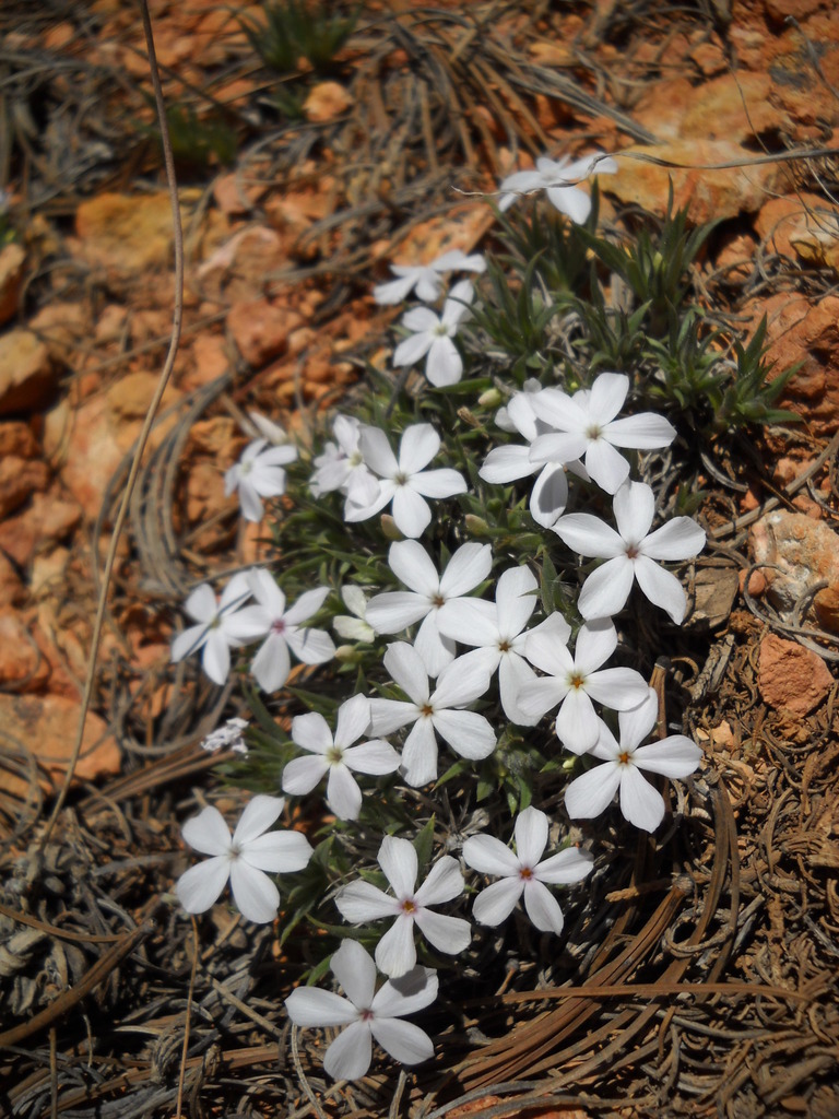 Red Canyon Phlox