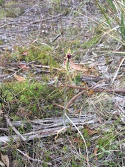 Caladenia dilatata