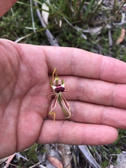 Caladenia dilatata