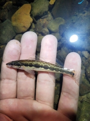 Longhead Darter photo 2